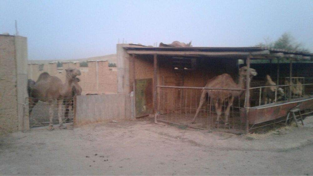 Ферма сотилади – Чорвачилик учун ажойиб жой!