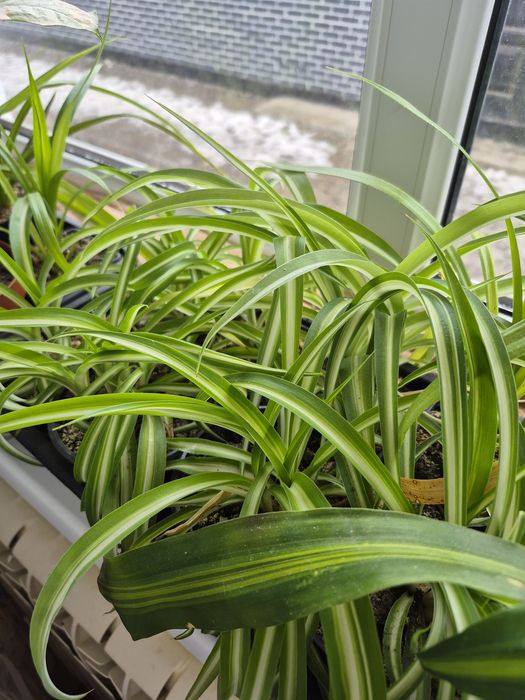 Продаются комнатные цветы