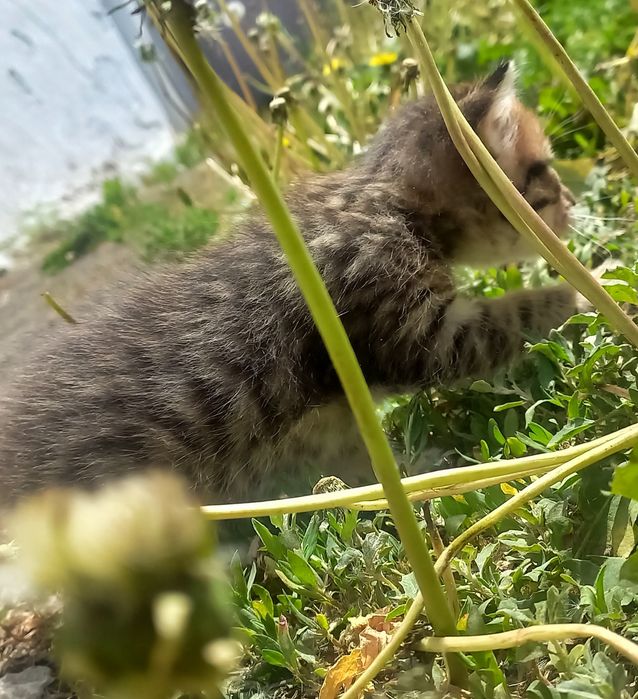 Дарю котёнка в добрые руки