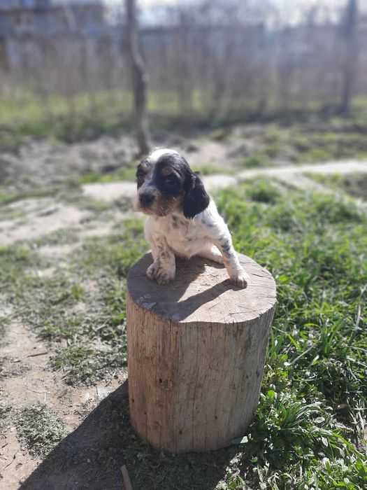 Продавам малки английски сетерчета