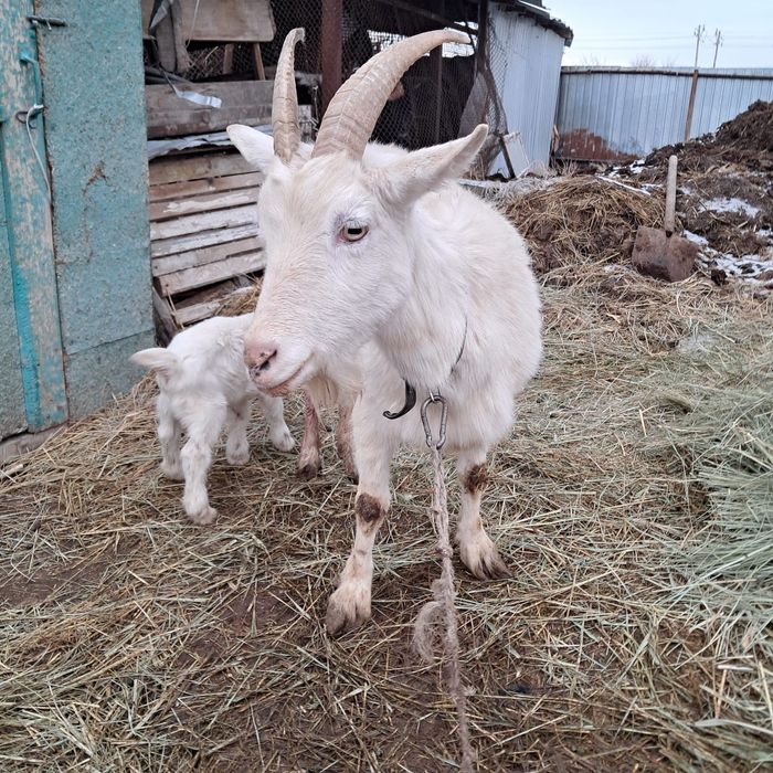 Коза заанненская с козленком мальчик