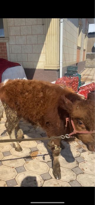 Бұқа сатылады зор