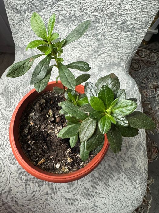 Комнатное растение Азалия