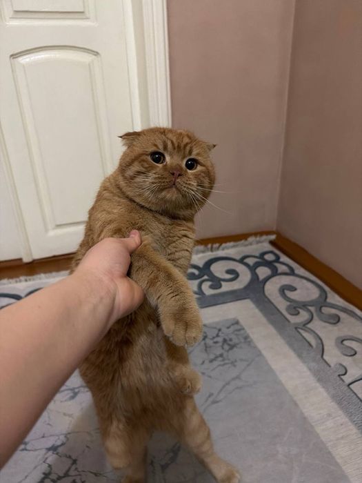 Mushuk sotiladi skotish fold