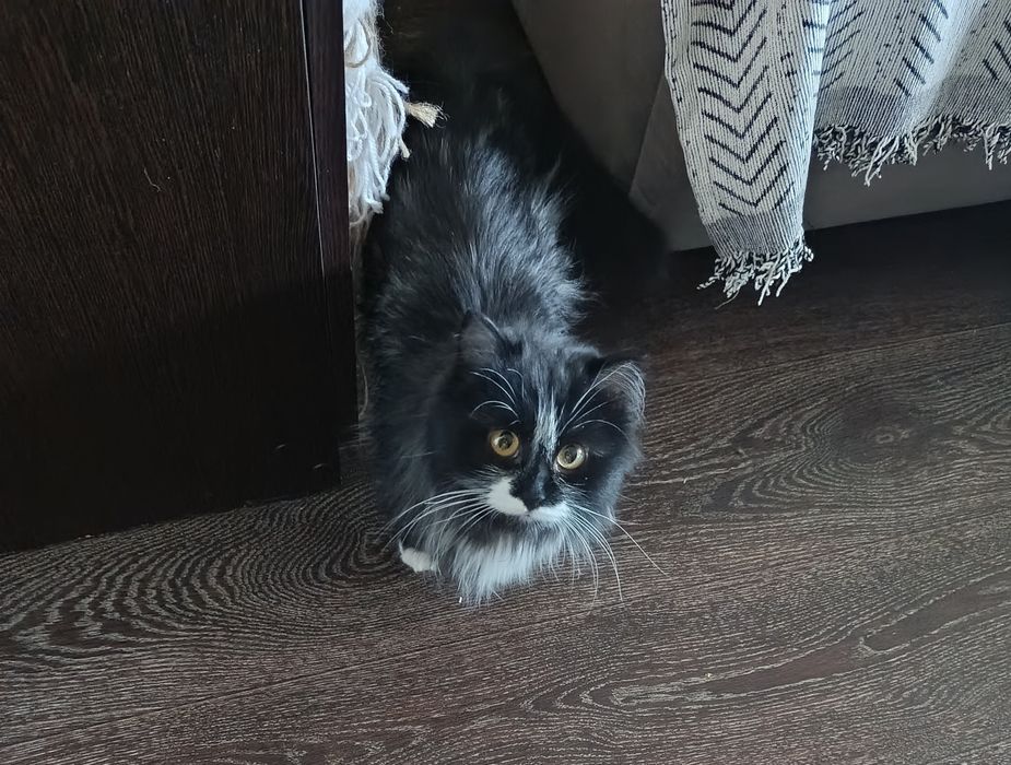 Котик крошка в добрые руки