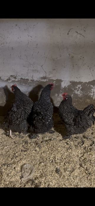 Куры мехеленской кукушки