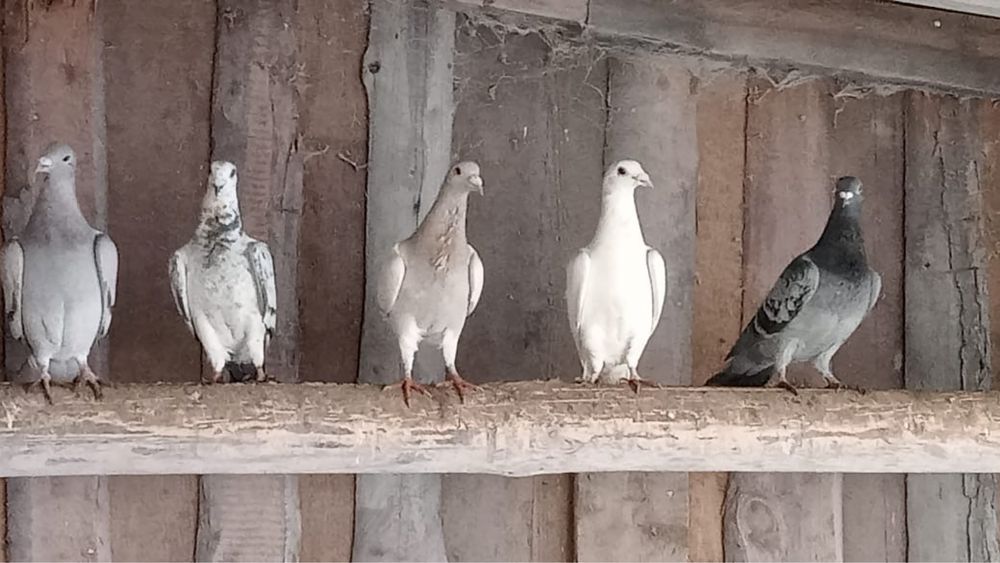 Продам Почтовые голуби