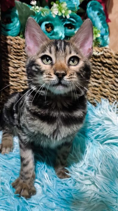 Золотые Девчушки : БЕНГАЛЬСКИЕ