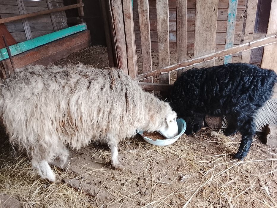 Қой сатамын қозысымен