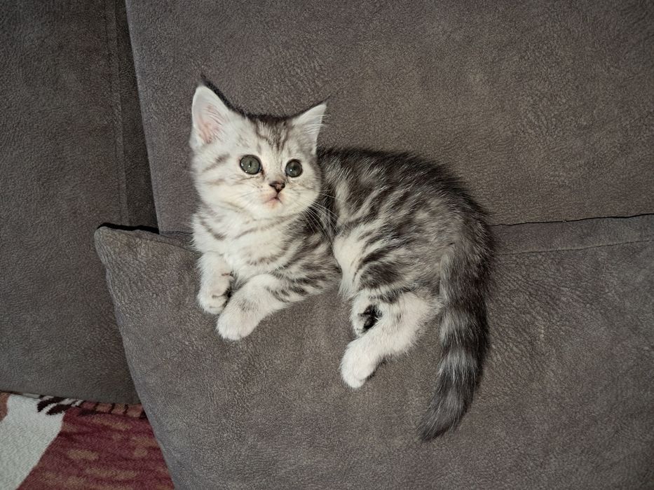 Котёнок. Девочка. Страйт