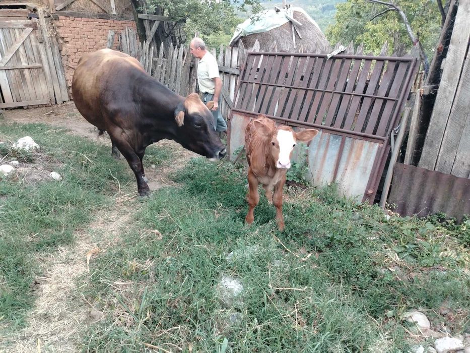 Vaca cu vițel de vanzare
