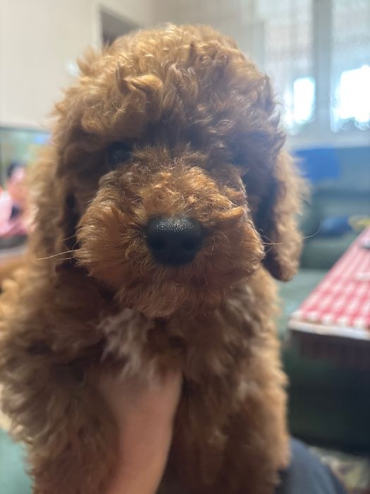 Продавам пудел порода той