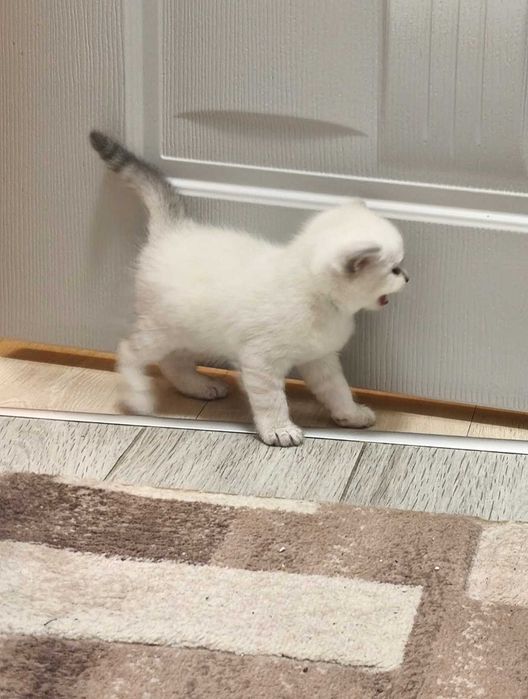 Британски котенца