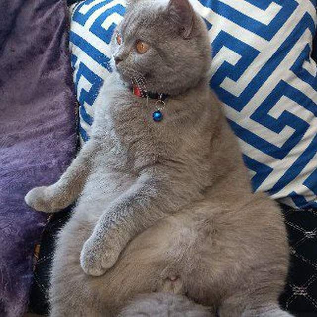 Вяска  асл зодли Британский скотиш страит мушуги