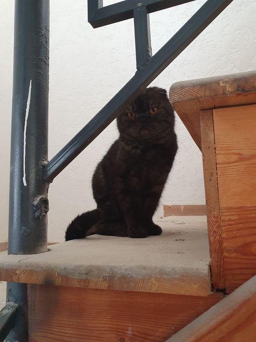 Мушук сотилади 600минг