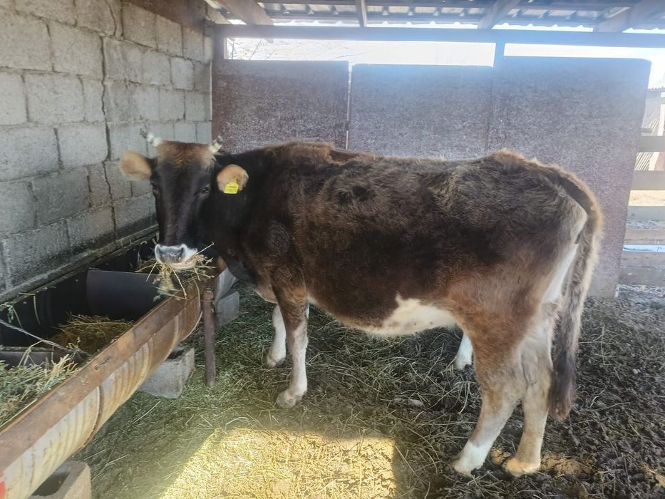 Сиыр 5 жасар сатылады