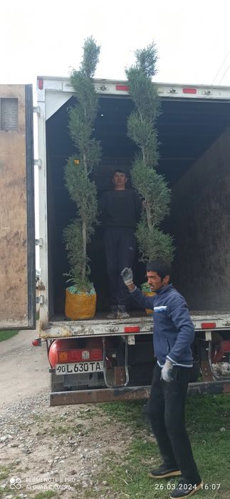 Арчалар сотилади манзил сурхондарйо денов доставка бор