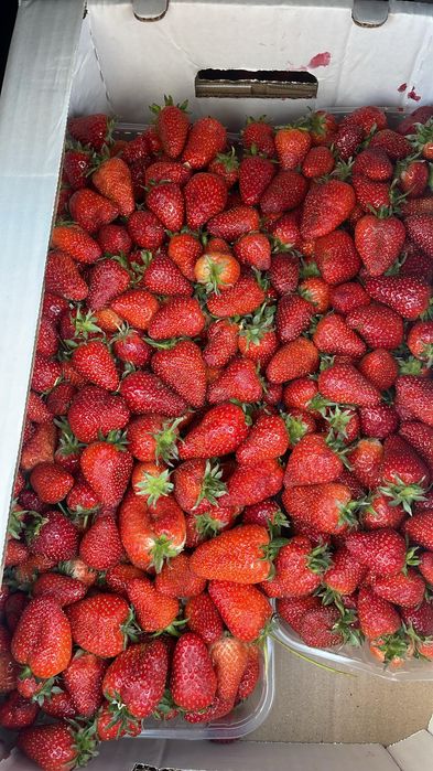 Клубника местное