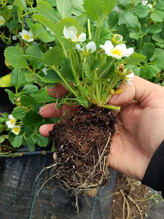 Целогодишни и сезонни ягоди + малини Люлин – пикиран разсад