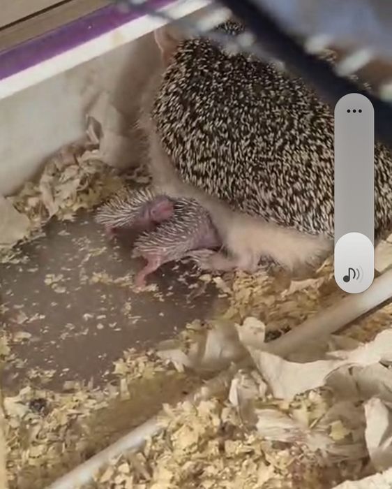 Продам маленьких ушастых ёжиков