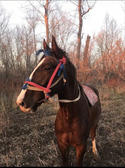 Айгыр саттыладдд