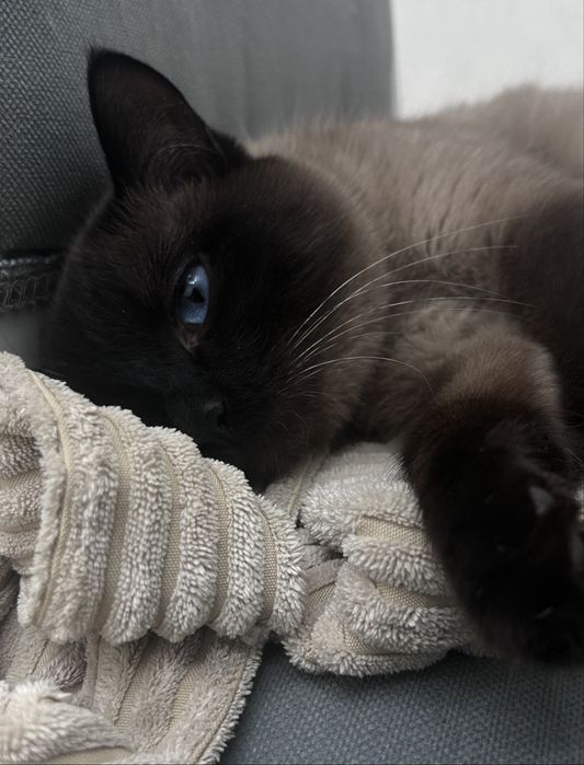 Отдаю кошку в добрые руки