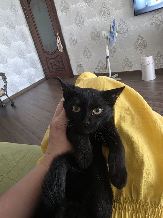 Котенок девочка в самые добрые рукт