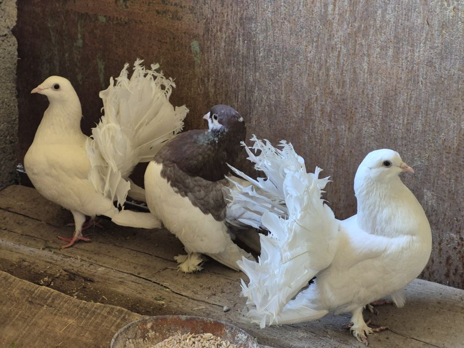 Голуби белых павлини
