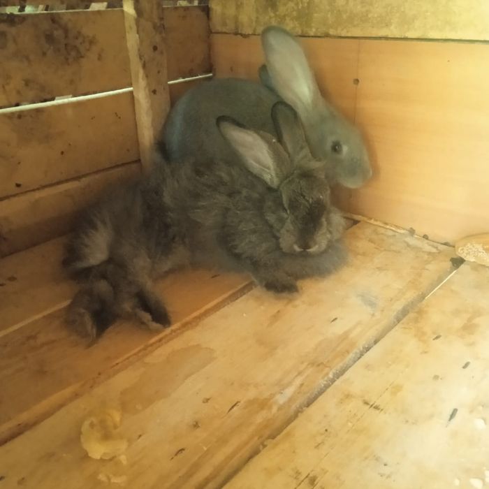 Крольчата породы великан