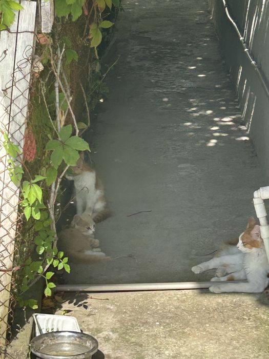 Отдадим 2 Котят