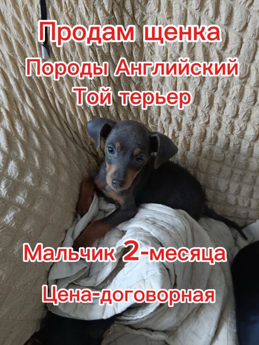 Продам щенка породы английский той терьер 2 месяца