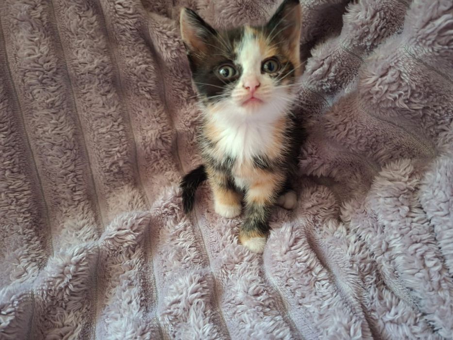 Котята крысоловы