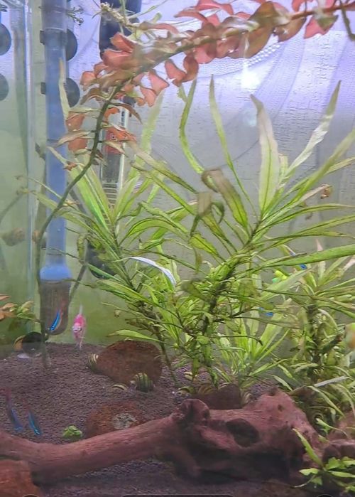 Аквариюм шұғыл түрде сатылады.Келісім бар .