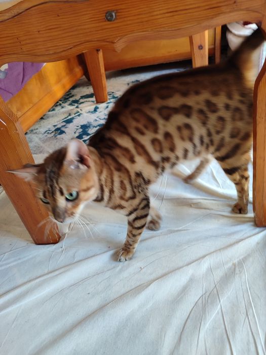 Laktatsiya va jinsiy aloqa video