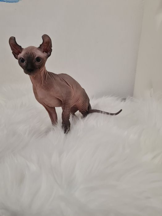 Pisică sphynx mascul elf