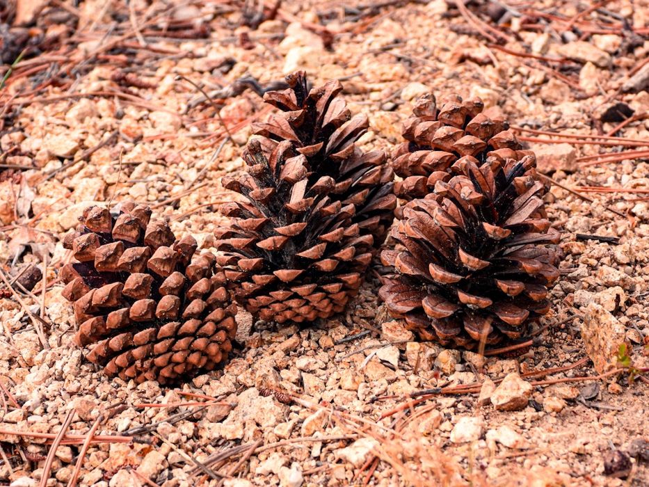 Борови шишарки за декорация