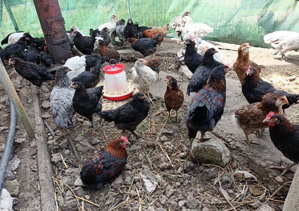 Găini marans de vanzare