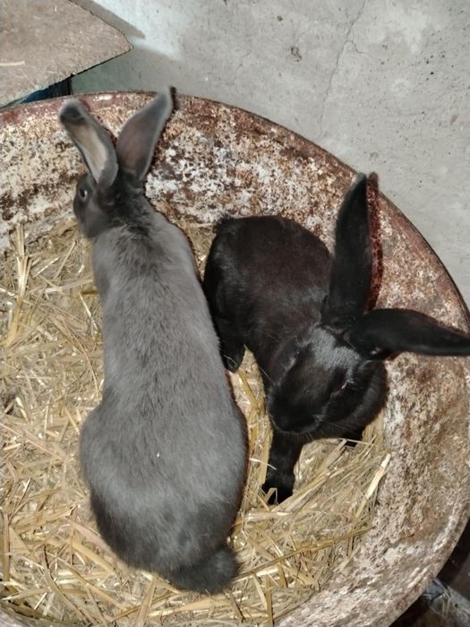 Vand iepuri Fluture German