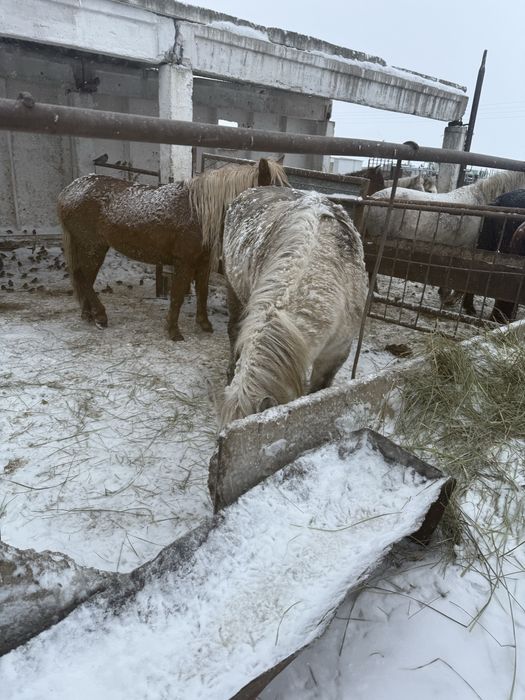 Продам Айгыр жеребец  8 лет