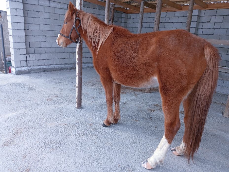 Сауын буаз жас биелер