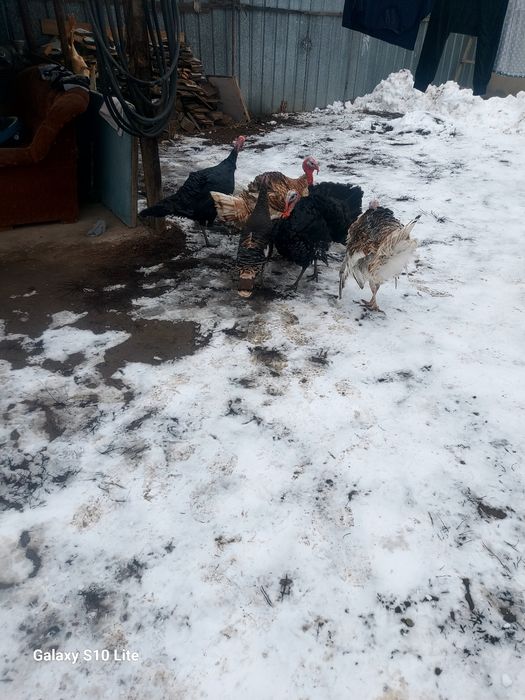 Срочна продам домашных индюков