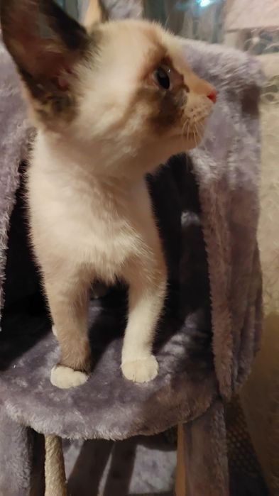 Продам кошачий домик