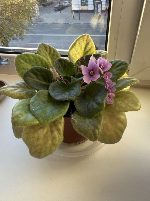 Фиалки комнатные