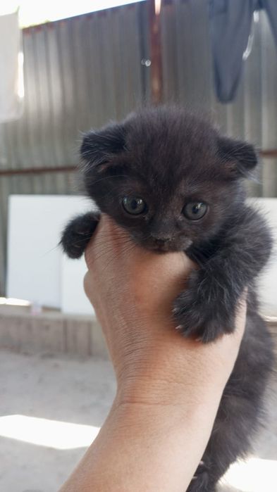 Котята скотишь фолд