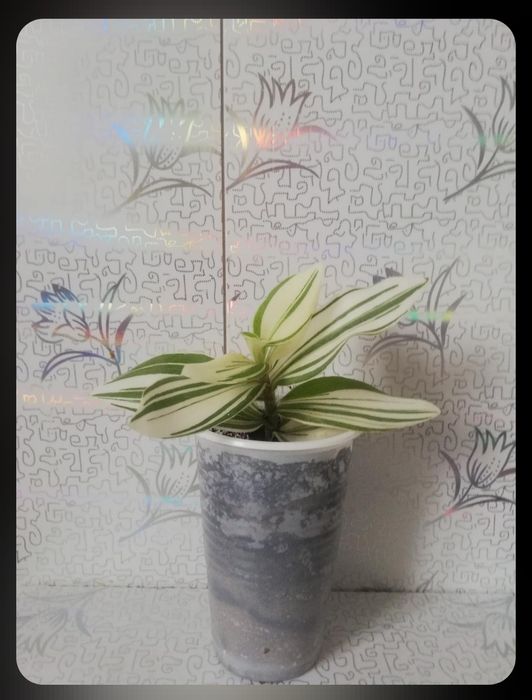 Продам комнатные растения