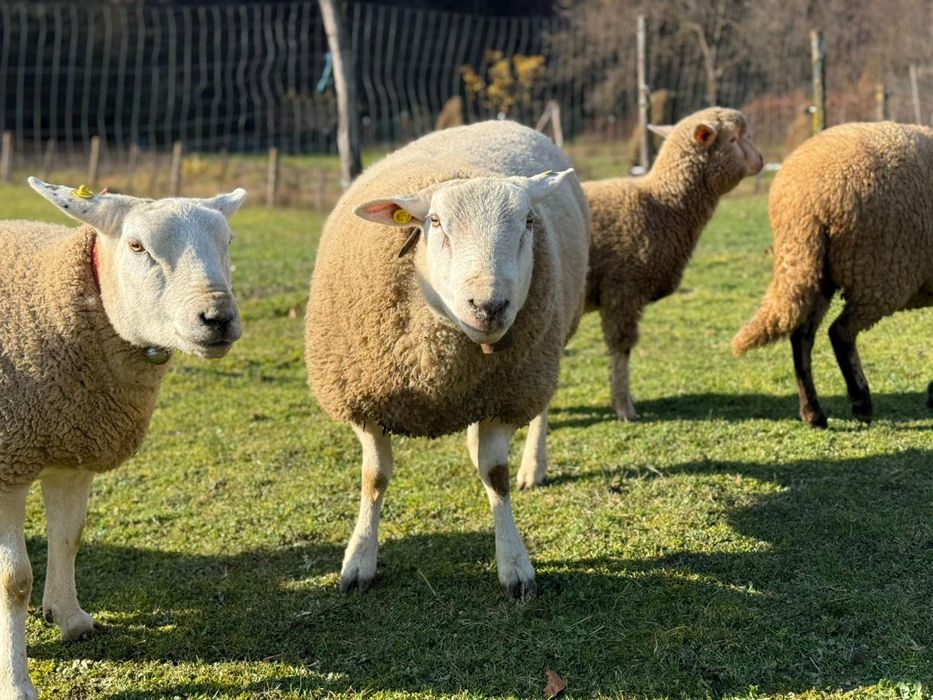 Vând berbec rasa texel original de un an jumate