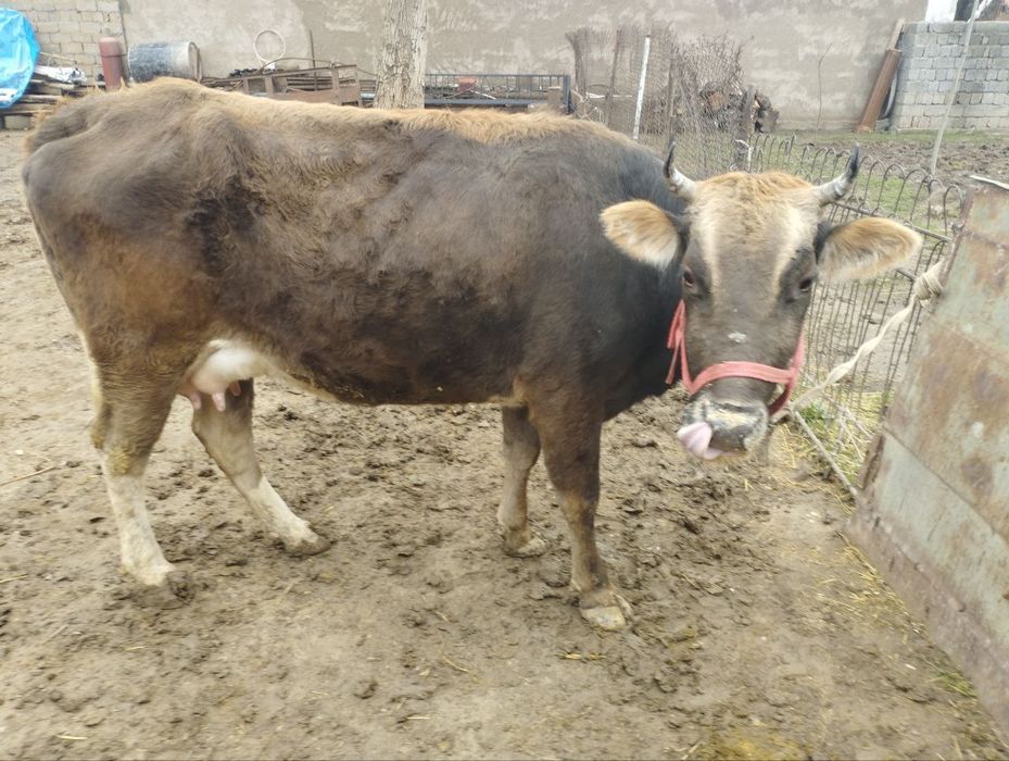 Shvet ona bola sigir sotiladi