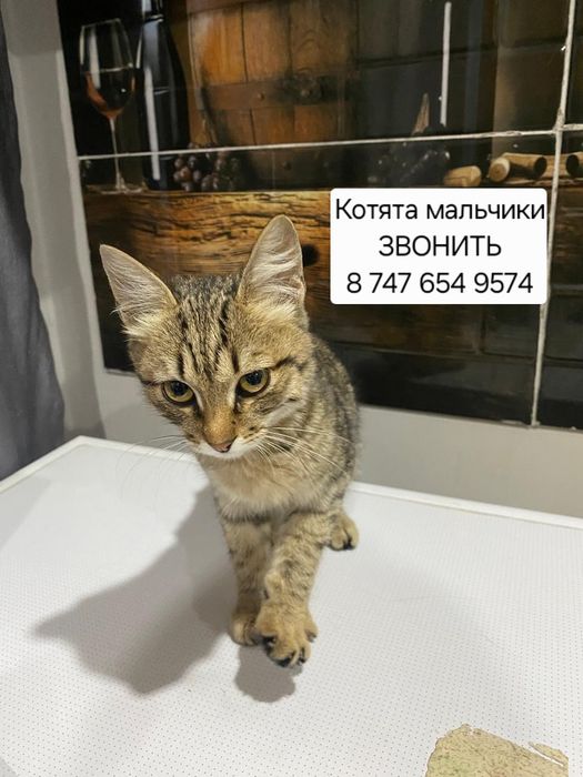 Котята мальчики в добрые ручки