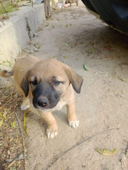 Щенки отдам бесплатно