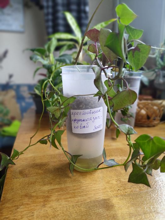 Крестовник Крупноязычковый